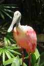 Roseate spoonbill bird in zoo Royalty Free Stock Photo