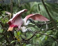 Roseate Spoonbill bird Stock Photos. Roseate Spoonbill bird profile view. Image. Portrait. Picture. Moss rocks. Background