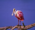 Roseate spoonbill with breeding plumage Royalty Free Stock Photo