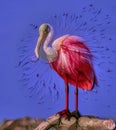 Roseate spoonbill with breeding plumage,generated art Royalty Free Stock Photo