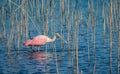 Roseate spoonbill in bright pink breeding plumage in spring Royalty Free Stock Photo