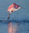 Roseate spoonbill takes off Royalty Free Stock Photo