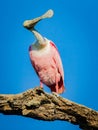 Roseate spoonbill with bright pink breeding plumage shakes his spoon shaped beak to the right CR2 Royalty Free Stock Photo