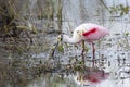 Roseate spoonbill eating