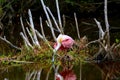 Roseate Spoonbill Feeding Royalty Free Stock Photo