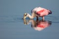 Roseate Spoonbill Feeding in the Shallows Royalty Free Stock Photo