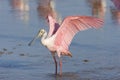 Roseate Spoonbill flapping his wings