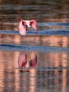 Roseate spoonbill flies over water Royalty Free Stock Photo