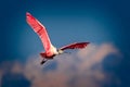 Roseate Spoonbill flies overhead in bright breeding colors Royalty Free Stock Photo