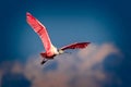 Roseate Spoonbill flies overhead in bright breeding colors