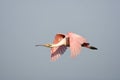 A Roseate Spoonbill in flight Royalty Free Stock Photo