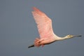 A Roseate Spoonbill in flight Royalty Free Stock Photo