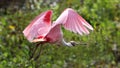 Roseate spoonbill in flight. Royalty Free Stock Photo