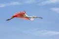 Roseate Spoonbill In Flight At Eye Level Royalty Free Stock Photo