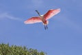 Roseate Spoonbill In Flight Overhead Royalty Free Stock Photo