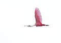 Roseate spoonbill in flight on white background