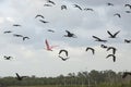 Roseate spoonbill flying with glossy ibises at Orlando Wetlands