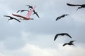 Roseate spoonbill flying with glossy ibises at Orlando Wetlands