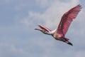 Roseate Spoonbill Flying, J.N. Ding Darling National Wildlif