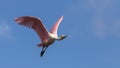 Roseate Spoonbill Flying, J.N. Ding Darling National Wildlif