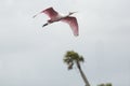 Roseate spoonbill flying over a swamp in Christmas, Florida.