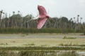 Roseate spoonbill flying over a swamp at Orlando Wetlands Park. Royalty Free Stock Photo