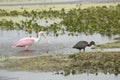 Roseate spoonbill and glossy ibis feeding in a swamp, Florida. Royalty Free Stock Photo