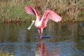 Roseate Spoonbill Hunting In Water Royalty Free Stock Photo