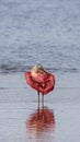 Roseate Spoonbill, J.N. Ding Darling National Wildlife Refug