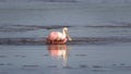 Roseate Spoonbill, J.N. Ding Darling National Wildlife Refug Royalty Free Stock Photo