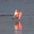 Roseate Spoonbill, J.N. Ding Darling National Wildlife Refug Royalty Free Stock Photo