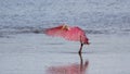 Roseate Spoonbill, J.N. Ding Darling National Wildlife Refug Royalty Free Stock Photo