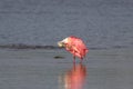 Roseate Spoonbill, J.N. Ding Darling National Wildlife Refug Royalty Free Stock Photo