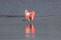 Roseate Spoonbill, J.N. Ding Darling National Wildlife Refug Royalty Free Stock Photo