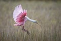 Roseate Spoonbill landing in a marsh - Florida Royalty Free Stock Photo