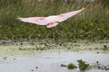 Roseate spoonbill landing in a swamp in Christmas, Florida. Royalty Free Stock Photo