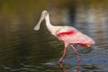 Roseate Spoonbill - Merritt Island Wildlife Refuge, Florida Royalty Free Stock Photo