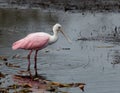 Roseate Spoonbill Royalty Free Stock Photo