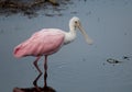 Roseate Spoonbill Royalty Free Stock Photo