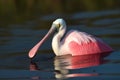 Roseate Spoonbill (North and South America) (Generative AI) Royalty Free Stock Photo