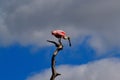Roseate Spoonbill (Platalea ajaja) perched on a branch. Royalty Free Stock Photo