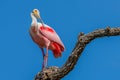 Roseate Spoonbill perched on tree branch Royalty Free Stock Photo