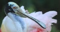 A roseate spoonbill is pictured here.