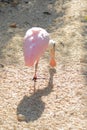 Roseate spoonbill - pink bird with yellow flat beak