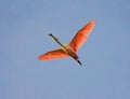 Roseate spoonbill in pink breeding colors, flies overhead Royalty Free Stock Photo