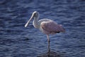 Roseate spoonbill, platalea ajaja