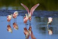 Roseate spoonbill, platalea ajaja Royalty Free Stock Photo