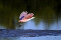 Roseate spoonbill, platalea ajaja Royalty Free Stock Photo