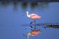 Roseate spoonbill, platalea ajaja Royalty Free Stock Photo