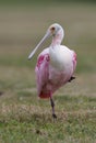 Roseate Spoonbill, Platalea ajaja Royalty Free Stock Photo